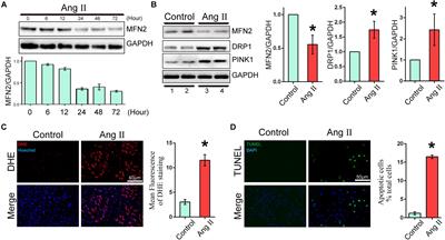 Mitofusin 2 Participates in Mitophagy and Mitochondrial Fusion Against Angiotensin II-Induced Cardiomyocyte Injury